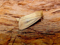 Webb's Wainscot - 3rd VC57 Derbyshire record - 15th August 2026 - Belper - Dave Evans