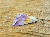 Beautiful Marbled - 18th August 2026 - Belper - Dave Evans