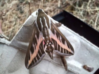 Striped Hawk-moth - 16th August 2026 - Atlow - Jeremy Erde.
