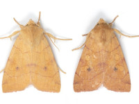 Angle-striped Sallow - 27th July 2026 - Gnat Hole - Christian Heintzen