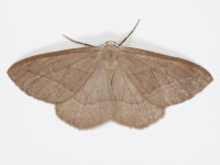 Barred Red - 6th July 2026 - Longdendale, Torside - Christian Heintzen
