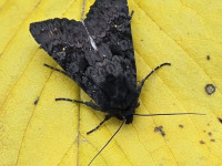 Black Rustic  - 9th September 2024 - Cromford - Clive Ashton©