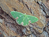Blotched Emerald - 18th June 2026 - Calke Park - Sean Browne