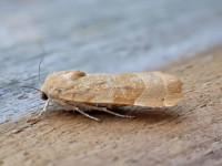Broad-bordered Yellow Underwing - 20th September 2024 - Melbourne - Tony Davison©