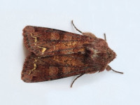 Broom Moth - The late Claire Miles