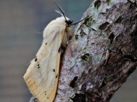 Buff Ermine - 8th June 2026 - Melbourne - Tony Davison