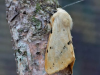 Buff Ermine - 8th June 2026 - Melbourne - Tony Davison