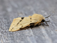 Buff Ermine - 8th June 2026 - Melbourne - Tony Davison