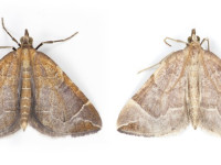 The Chevron -  left 20th July 2026 Shawmoor Plantation and right 28th July 2026 - Wood's Cabin, Bray Clough - Christian Heintzen