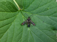 Currant Clearwing - 27th May 2024 - Sandiacre - Emily Louise Milnes©