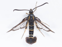 Currant Clearwing - 27th June 2024 - Glossop -Christian Heintzen