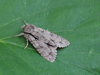 Dark/Grey Dagger agg - Acronicta tridens/ psi - Melbourne- Tony Davison