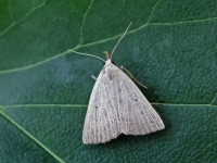 Dotted Fan-foot - 1st VC57 record - 23rd June 2026 - Kings Newton - Will Soar 