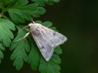 Eastern Bordered Straw - 15th June 2026 - Chesterfield - Shane Harper - 4th VC57 record
