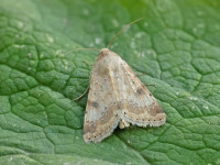 Eastern Bordered Straw - 1st record for Derbyshire - 31st May 2026 - trapped 29th /30th May by Brian Hallam - Findern