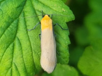 Four-spotted Footman - 12th June 2025 - Belper - Dave Newcombe