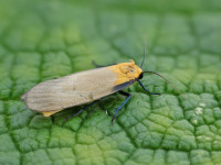 Four-spotted Footman - 13th June 2025 - Findern - Brian Hallam photographed by Tony Davison
