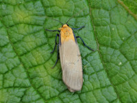 Four-spotted Footman - 13th June 2025 - Findern - Brian Hallam photographed by Tony Davison