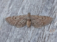 Freyer's Pug - 26th May 2026 - Melbourne - Tony Davison