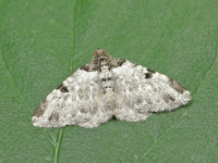Garden Carpet - aberration - Xanthorhoe fluctuata ab. costovata - 15th August 2026 - Melbourne - Tony Davison