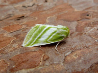  Green Silver-lines -23rd June 2023 - Belper - Dave Evans