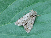 Dark/Grey Dagger agg - Acronicta tridens/ psi - Melbourne- Tony Davison