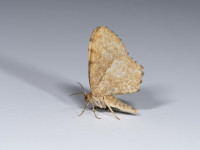 Dingy Shell - 6th July 2026 - Longdendale, Torside - Christian Heintzen