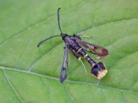Orange-tailed Clearwing - 23rd June 2026 - Kings Newton - Tony Davison - Attracted to Pheromone Lure AND by Will Soar - 1st VC57 Derbyshire record