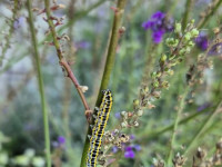 Toadflax Brocade Caterpillar - 18th September 2024 = Sandiacre - Emily Milnes©