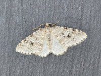 Welsh Wave - 11th July 2025 - Cromford - Clive Ashton