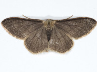 Riband Wave - melanic form ab. suffumata - 11th July 2025 - Glossop - Christian Heintzen