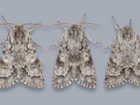 Light Knot-grass - A superb image by Christian Heintzen showing the diverse range of colour and patterning of this species - Chunel Estate, 20th July 2026