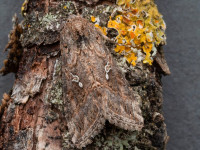 Ni Moth - 23rd July 2026 - Chellaston - Richard Pittam