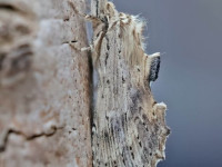 Pale Prominent - 24th July 2026 - Melbourne - Tony Davison
