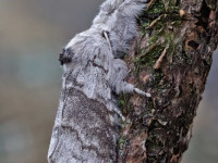 Pale Tussock - 18th May 2026 - Melbourne - Tony Davison