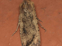 Pearly Underwing - 7th October 2025 - Hathersage - Alan Kydd