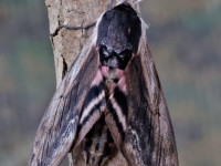 Privet Hawk-moth - 20th June 2026 - Melbourne - Tony Davison