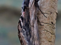 Privet Hawk-moth - 20th June 2026 - Melbourne - Tony Davison