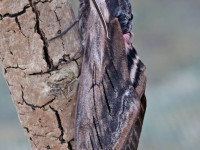 Privet Hawk-moth - 20th June 2026 - Melbourne - Tony Davison