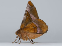 Purple Thorn - second generation - 20th July 2026 - Shawmoor Plantation - Christian Heintzen