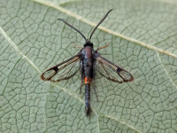 Red-belted Clearwing - 1st VC57 record - 24th June 2026 - Kings Newton - Will Soar - attracted to pheromone lure