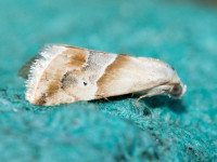 Small marbled - 29th June 2025 - Allestree - Stephen Plant