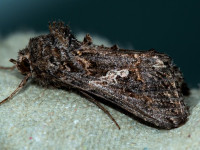 Ni Moth - 15th August 2025 - Allestree - Stephen Plant