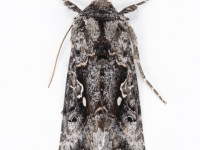Scarce Silver Y - 6th July 2026 - Longdendale, Torside - Christian Heintzen