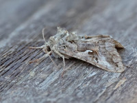 Silver Y - this strikingly marked sandy brown individual turned up during a high pressure system and at a time of high migrant moth activity. - 22nd May 2026 - Melbourne - Tony Davison