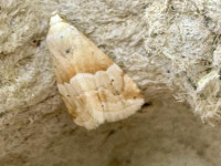Small Marbled - 28th June 2025 - Matlock - Dan Martin