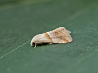 Small Marbled - 29th May 2026 - Melbourne - Tony Davison