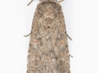Small Mottled Willow - 24th July 2026 - Glossop - Christian Heintzen