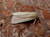 Southern Wainscot - 27th June 2017 - Belper - Dave Evans ©
