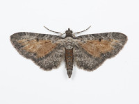 Tawny Speckled Pug - 27th July 2026 - Gnat Hole - Christian Heintzen
